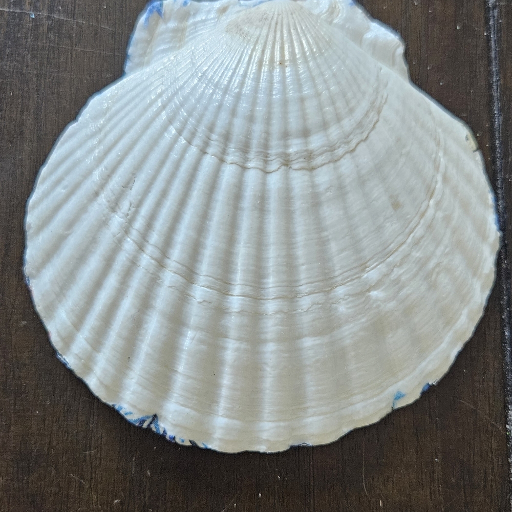 Decorative Beach-Themed Shell Plate - Picture 2 of 2